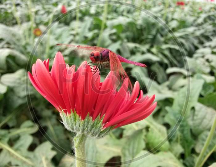Red Dragonfly On Red Gerbera