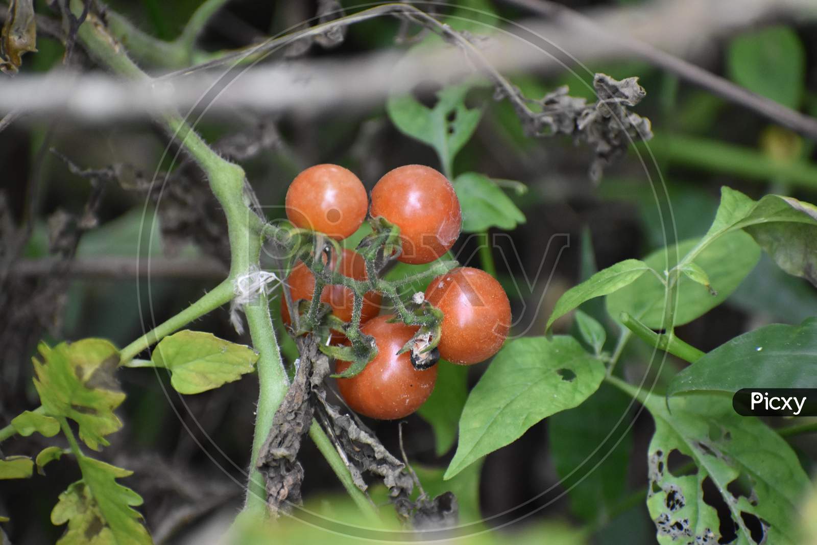 red cherry tomatoes in the kitchen garden