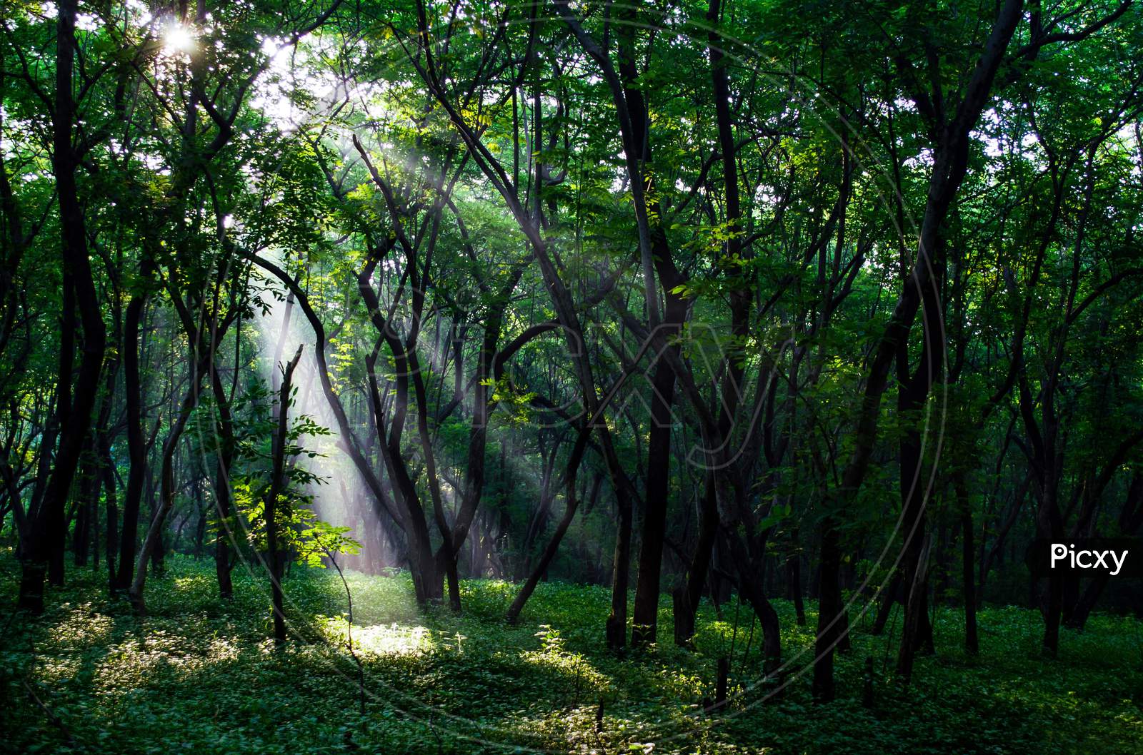 Sun rays in dense forest of taljai