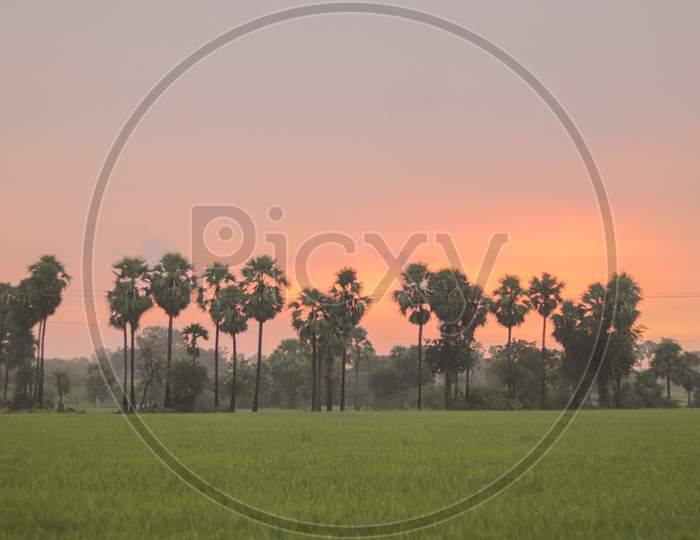 Beautiful Sunrise or Sunset with Agriculture FIelds in the Foreground