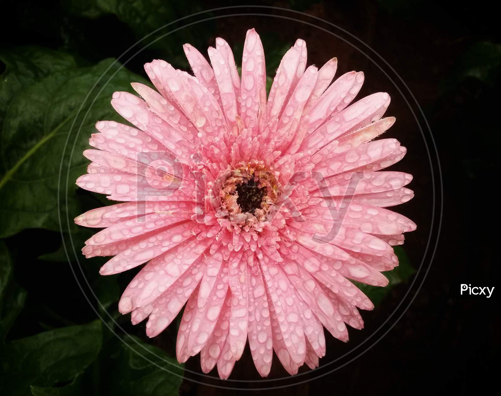 Pink Gerbera With Dew Drops On It
