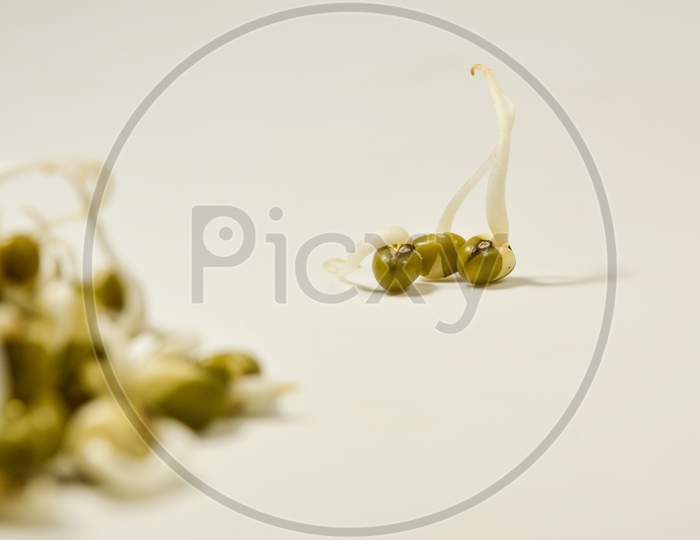 Sprouted Green Gram And Three Kept Different From Group On Isolated White Background