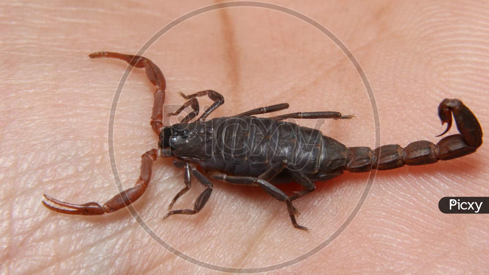 a baby scorpion on hand