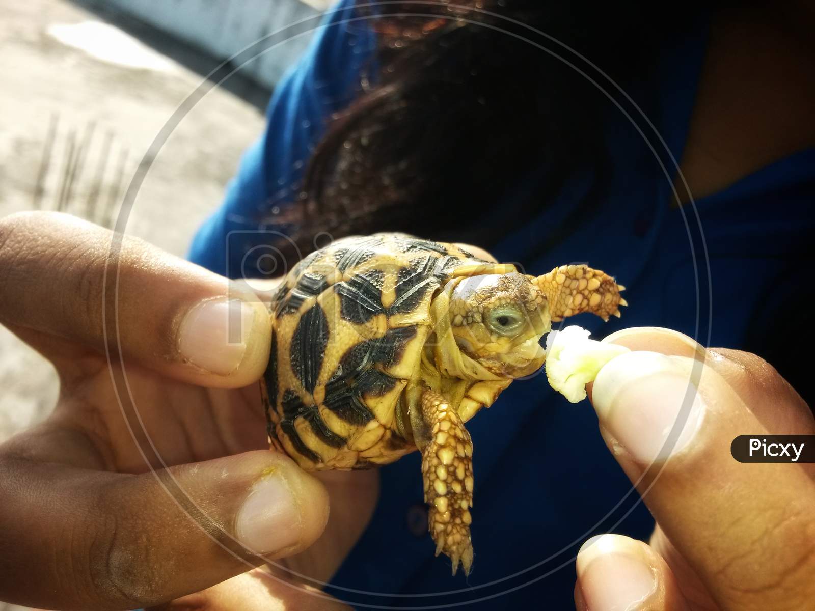 Baby Star Turtle Eating