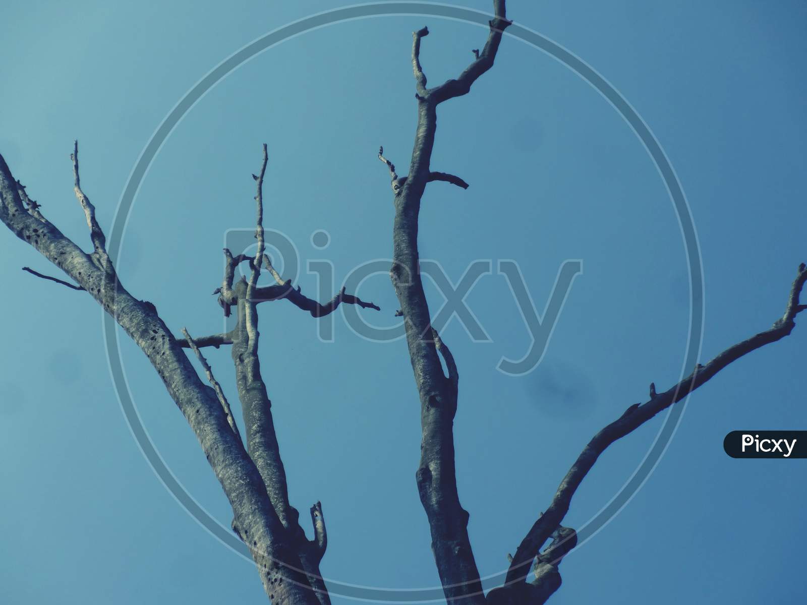 Dead tree trunk background with beautiful blue sky