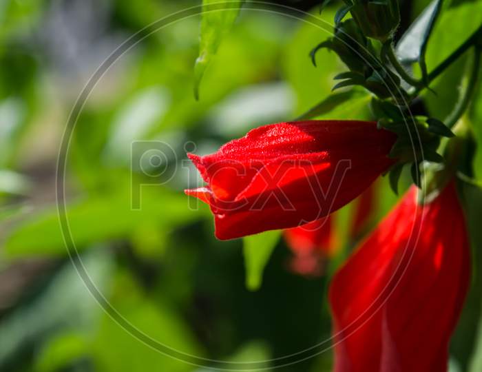 close-up image of a white and red hibiscus flower. Red hibiscus flower on a green background.