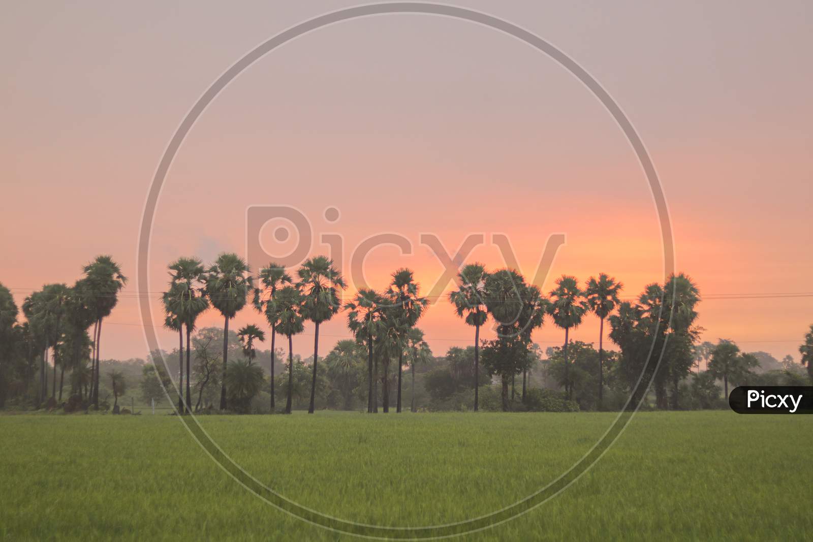 Beautiful Sunrise or Sunset with Agriculture FIelds in the Foreground