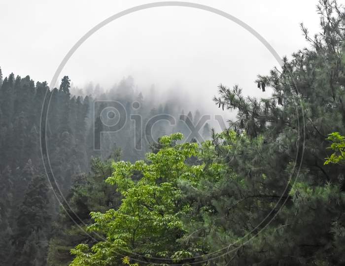 Beautiful View Of Clouded Sky With Pine Trees And Walnut Trees At Kashmir,India.
