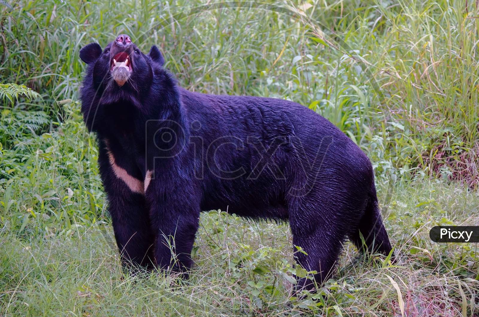 A Bear Captured In A Zoo In India