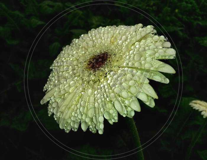 White Gerbera With Dew Drops On It