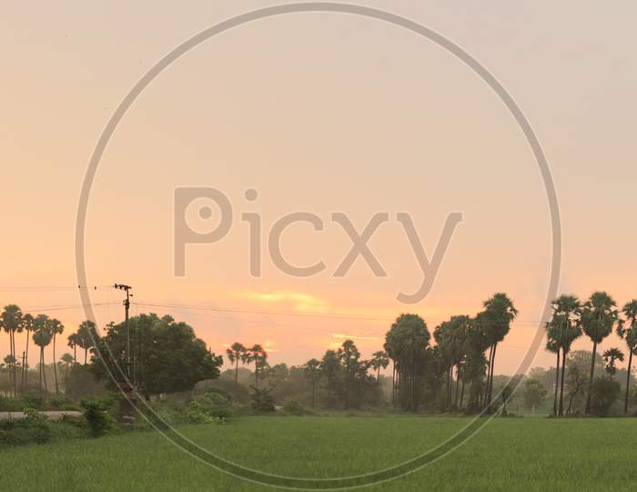 Panorama of Paddy Fields with Beautiful Sunset