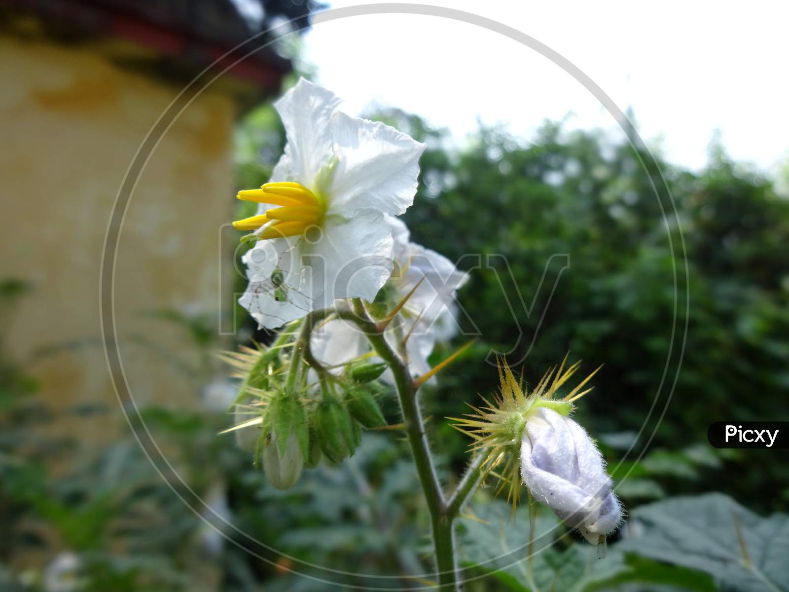 White closeup Kata flowering plant in garden area