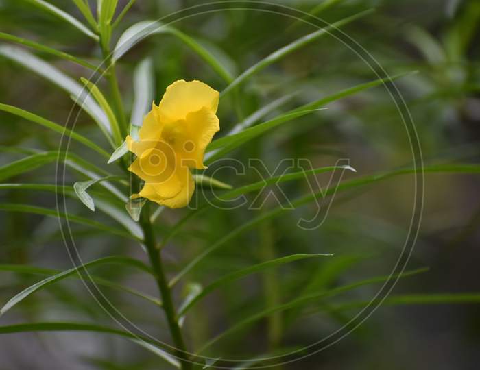 a yellow flower is on the flower plant