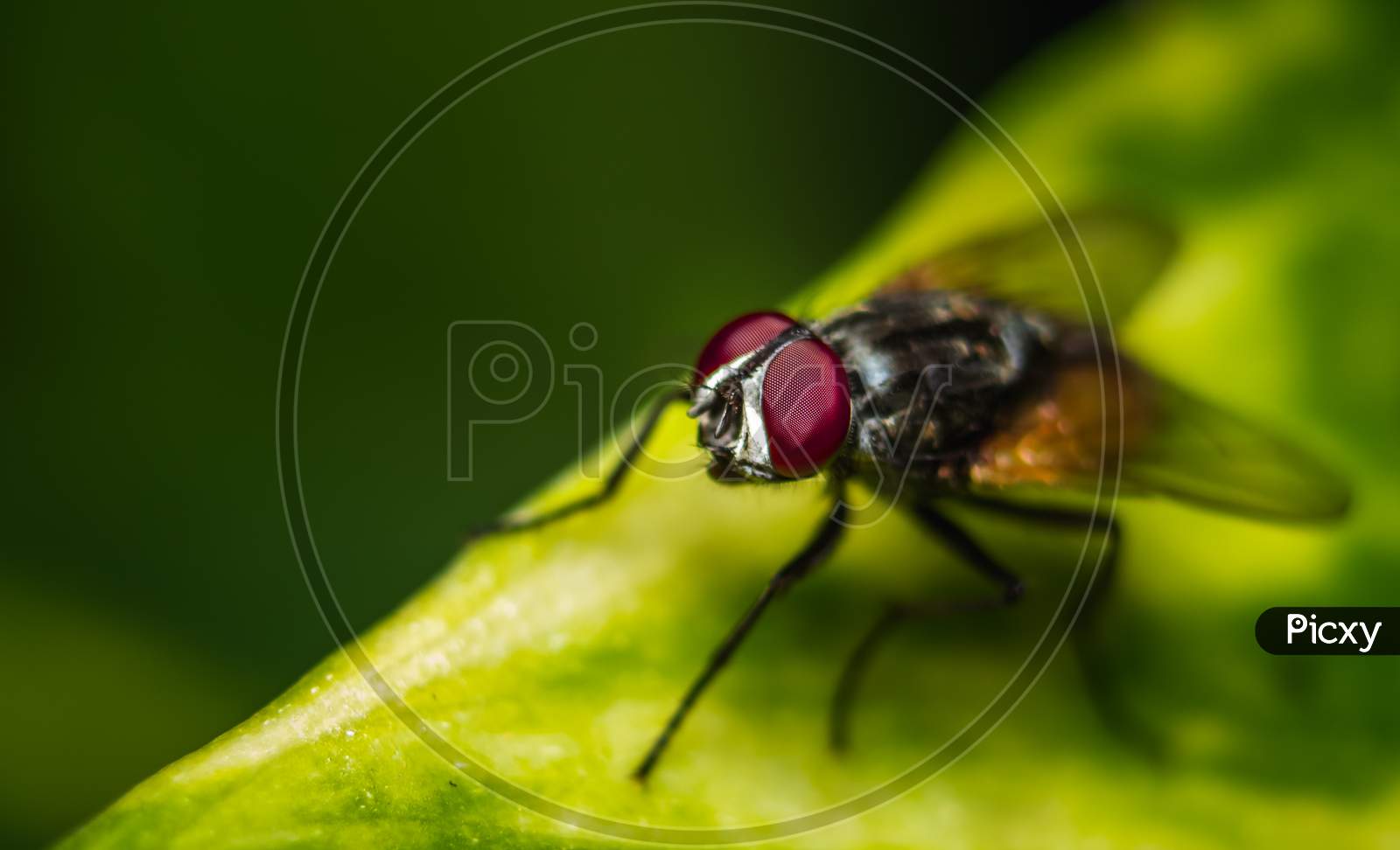 Housefly Eye Focus Close Up Macro Shot. Housefly Is A Fly Of The Suborder Cyclorrhapha, And Has Spread All Over The World As A Commensal Of Humans. It Is The Most Common Fly Species Found In Houses