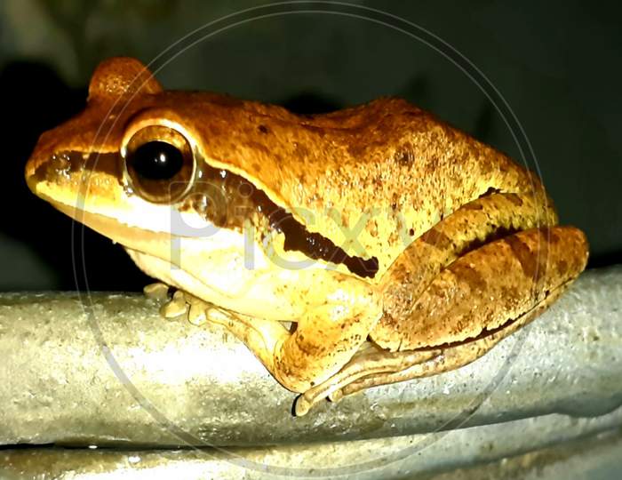 Common Indian Tree Frog.