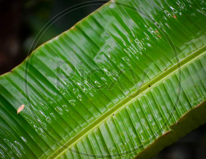 Fresh Green Banana Leaves Wet After Rain. Selective Focus Applied.