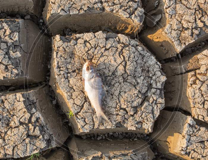 Died Fish In A Dried Up Empty Reservoir Or Dam Due To A Summer Heatwave, Low Rainfall, Pollution And Drought In North Karnataka,India