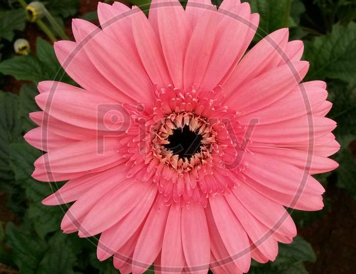 Pink Gerbera Flower With Black Center Core