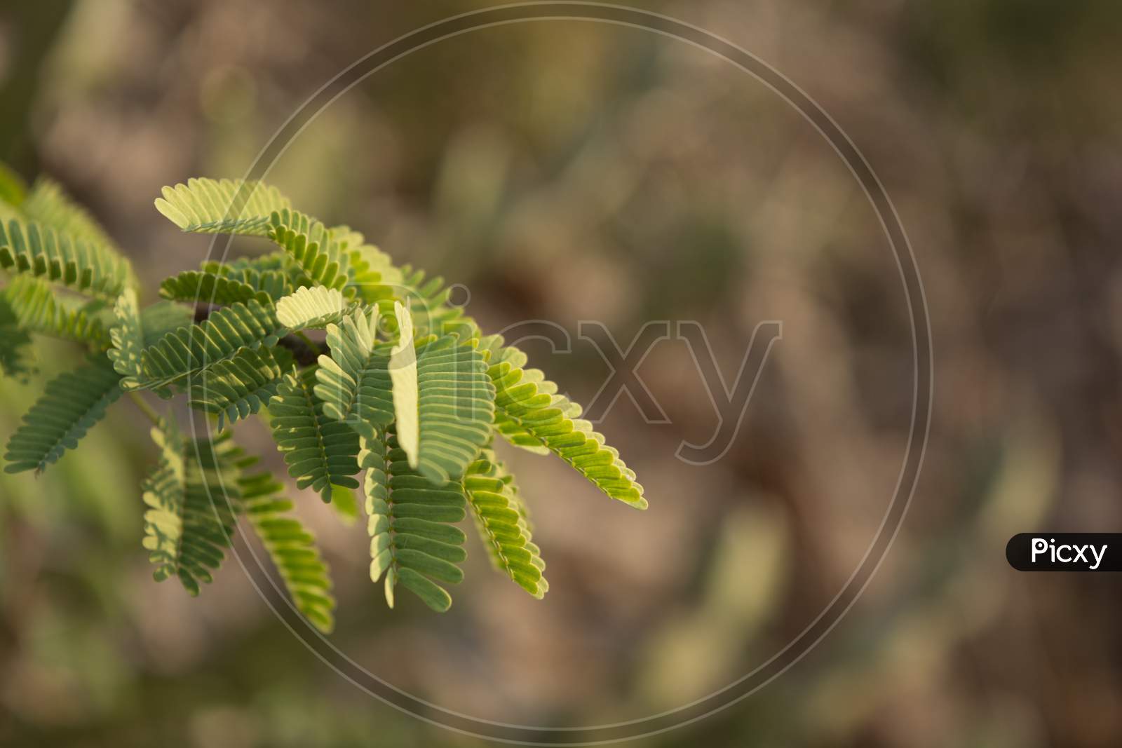 Close up shot of Tamarind leaves with Blurred Background