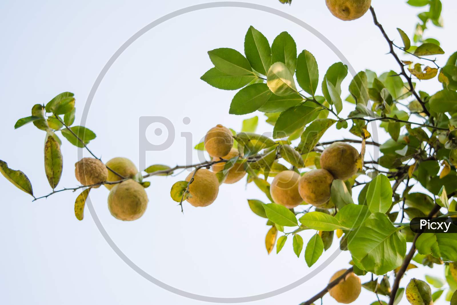 Bunches of fresh yellow ripe lemons hanging on a lemon tree in Assam