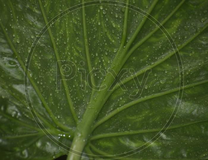 Green Leaves Of A Plant With Rain Drops.