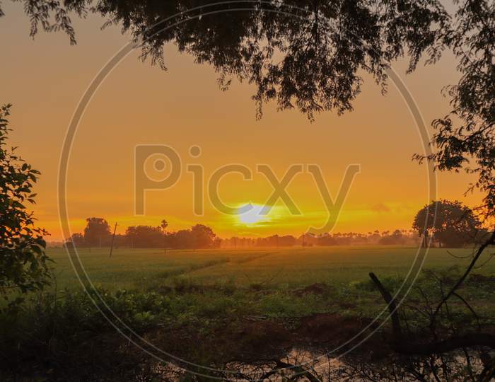Beautiful Sunrise with Paddy FIelds in the Foreground