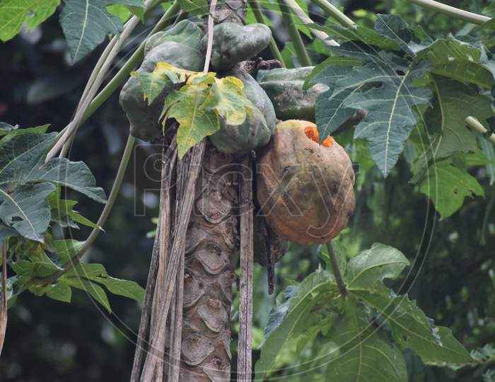 a papaya fruit is ripened on the tree