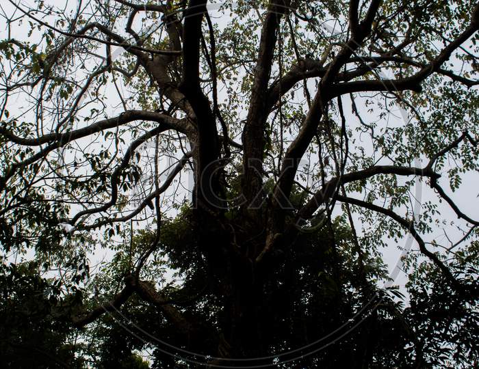 Inside view of Kaziranga National Park of northeast Indian state of Assam. Watchtower of Kaziranga National Park.