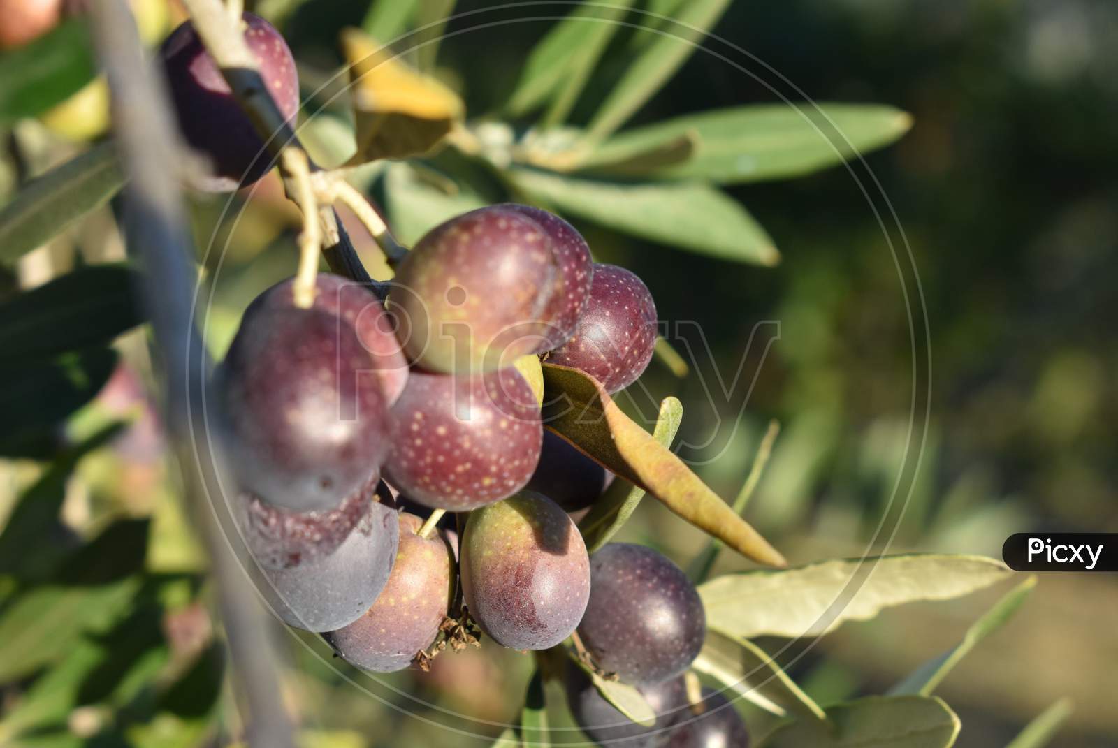 The ripen olive colours were attractive in Tuscany Italy