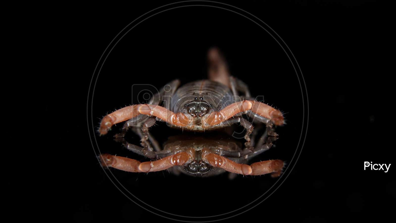scorpion (Lychas tricarinatus) front view