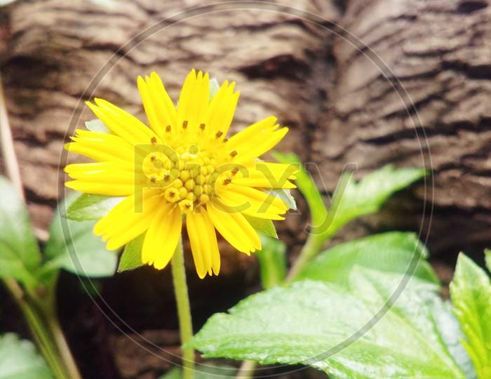 Yellow petal Flower