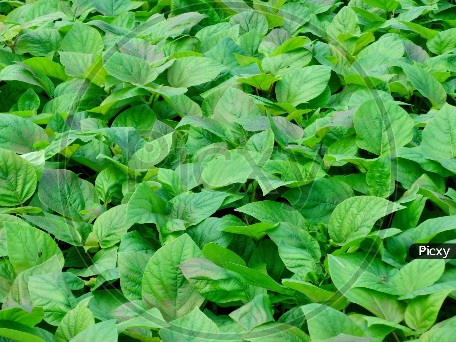 Leaf vegetable groundcover herb spinach green plant