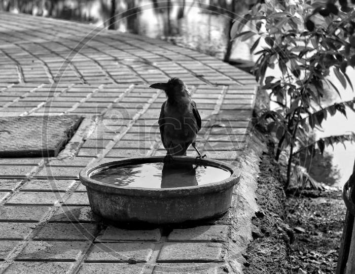 Crow drinking a water