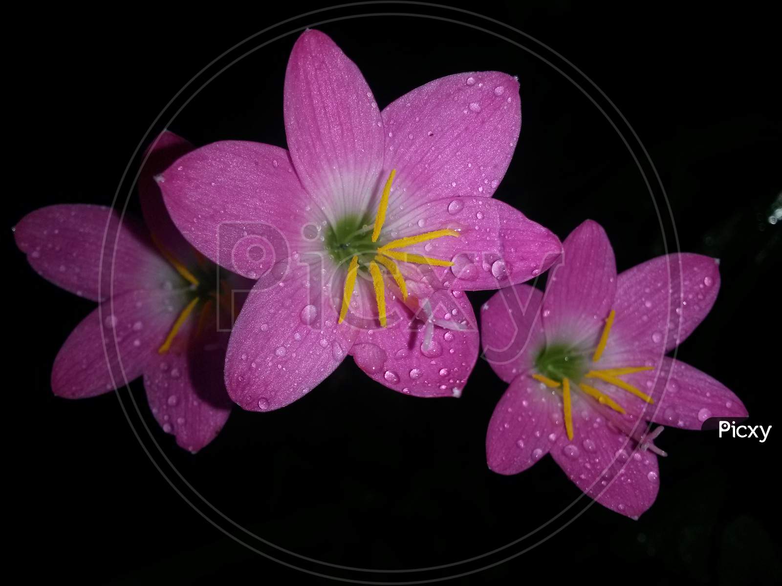 Pink Rain Lily With Dew Drops