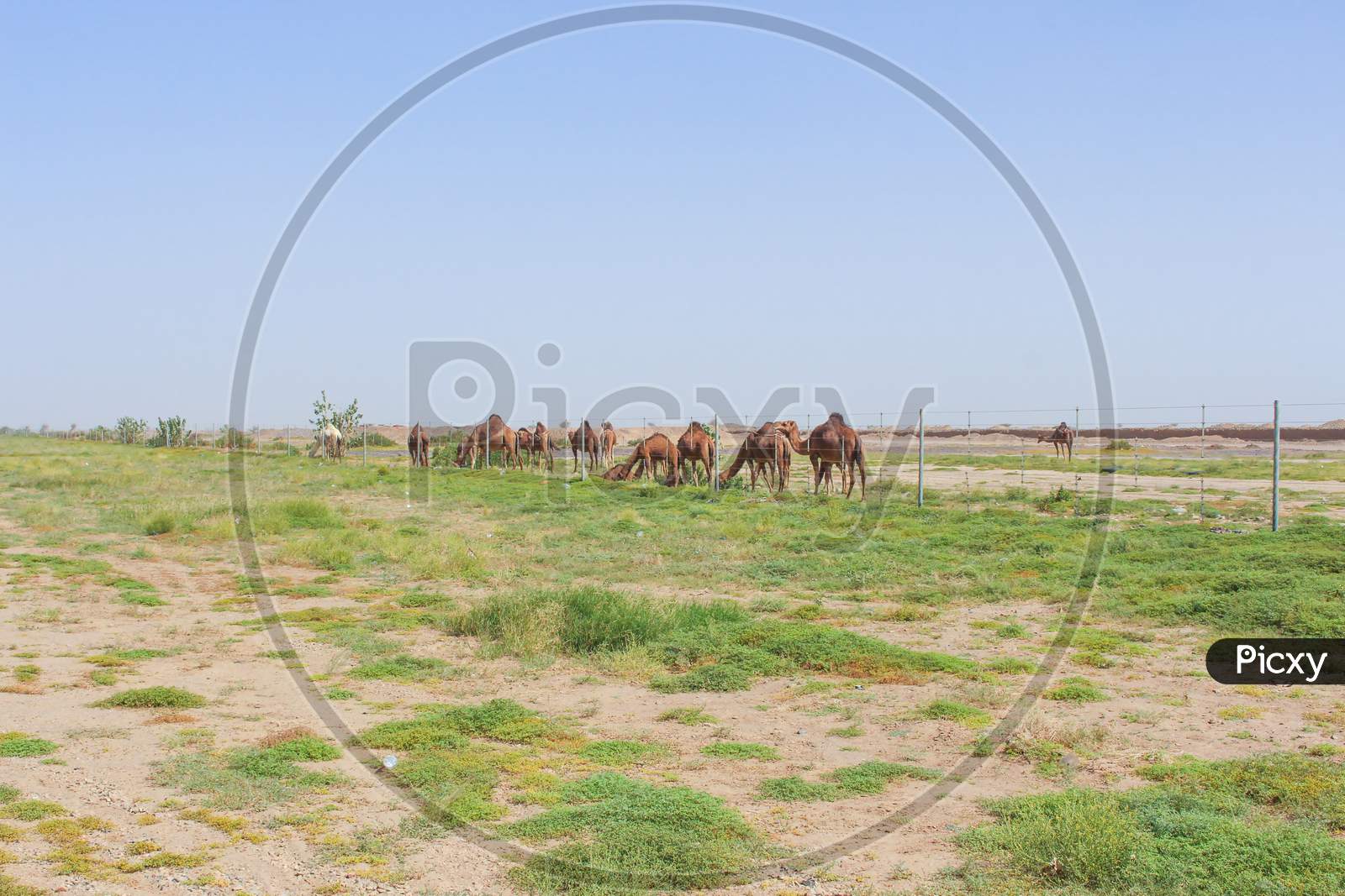 camels feeding in desert