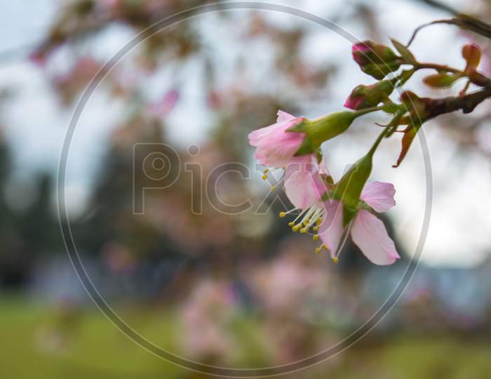 Beautiful Spring Cherry blossoms over blue sky. pink flowers. Blossoming cherry trees at Shillong Golf Course,