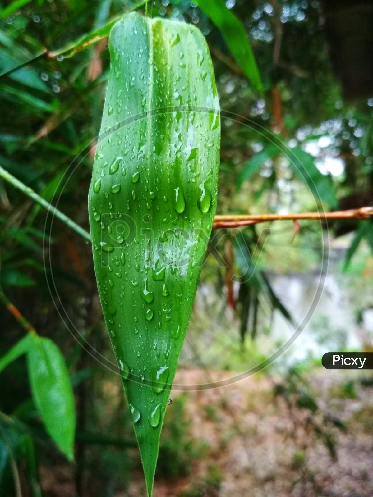 The rain drops are frozen on the leaves of the tree. It is a bamboo leaf.