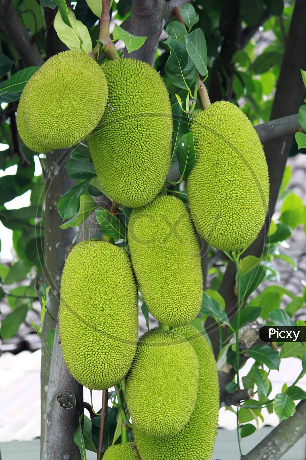 Young jackfruit tree with many fruit hanging