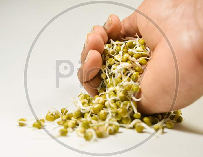 Sprouted Green Gram Coming Out Of Hand On Isolated White Background