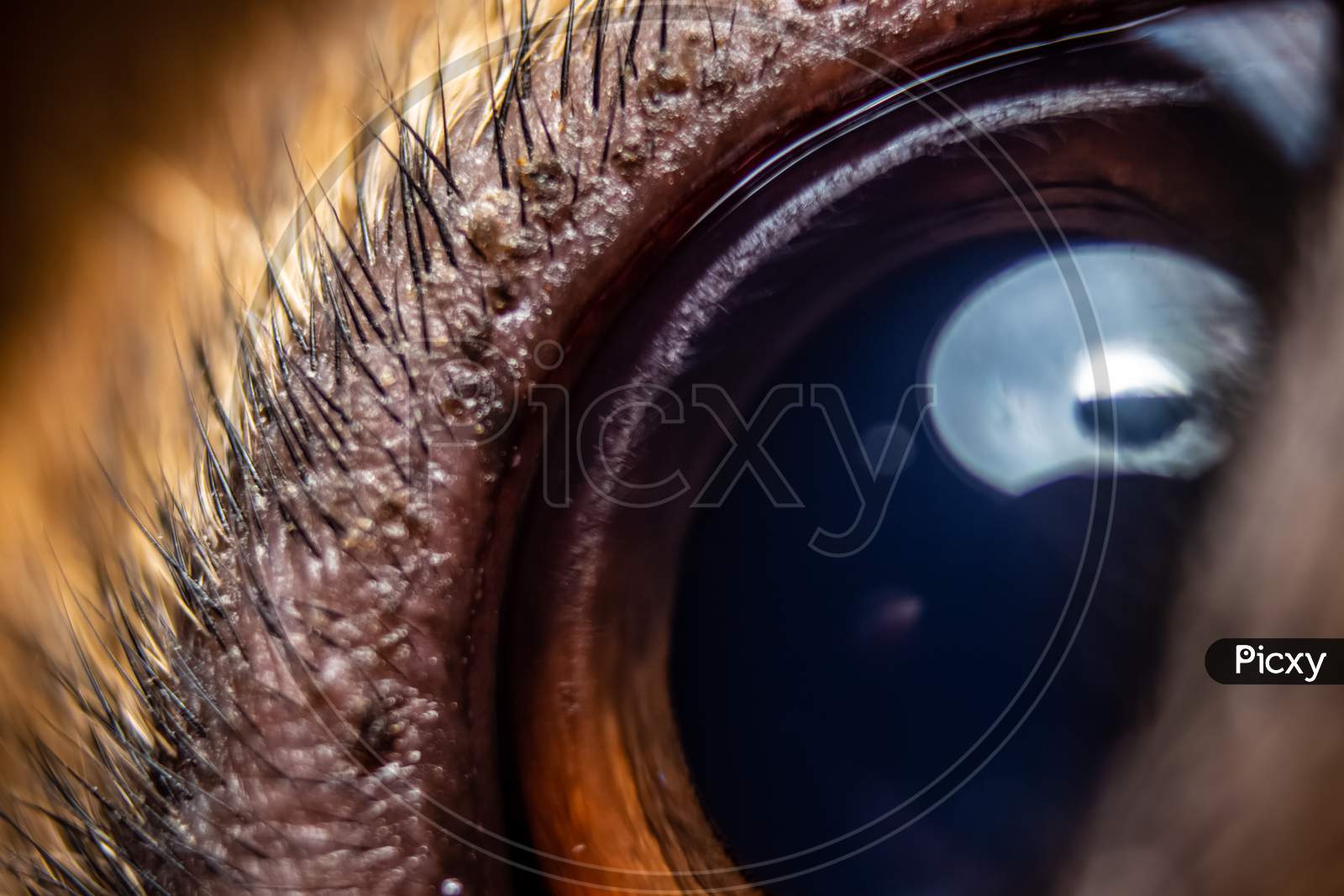 Close-Up Of Focused German Shepherd Eye With Eye Hairs. Iris Of Female Dog. Dog Pupil Eye.