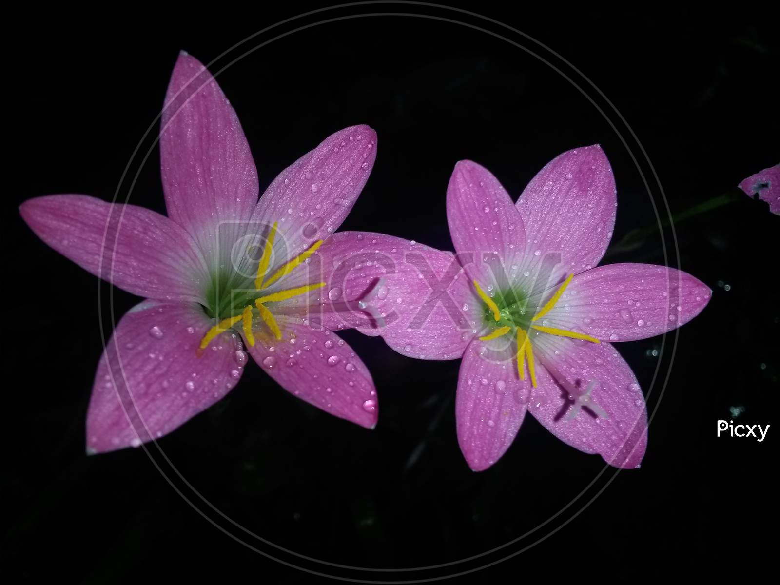 Pink Rain Lily In Rainy Night