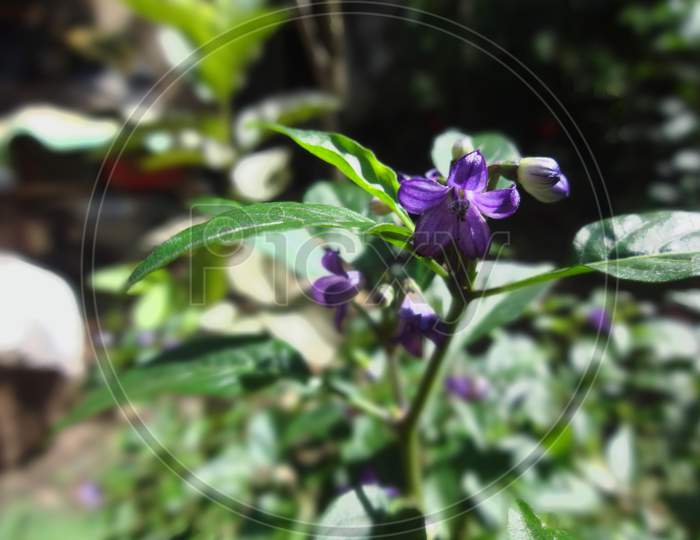 Purple violet Mirchi flowering plant in garden