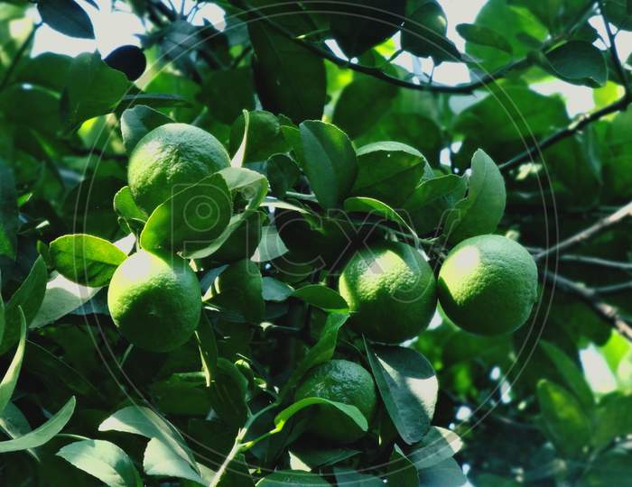 A beautiful green lemon fruit in the tree closeup wallpaper