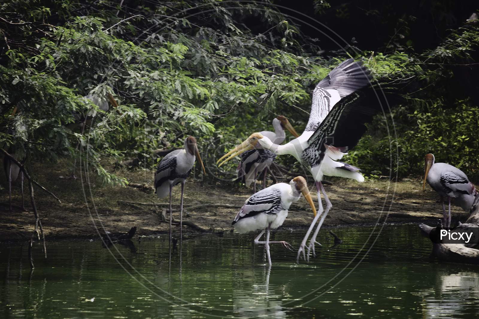 A Flying Painted Stork