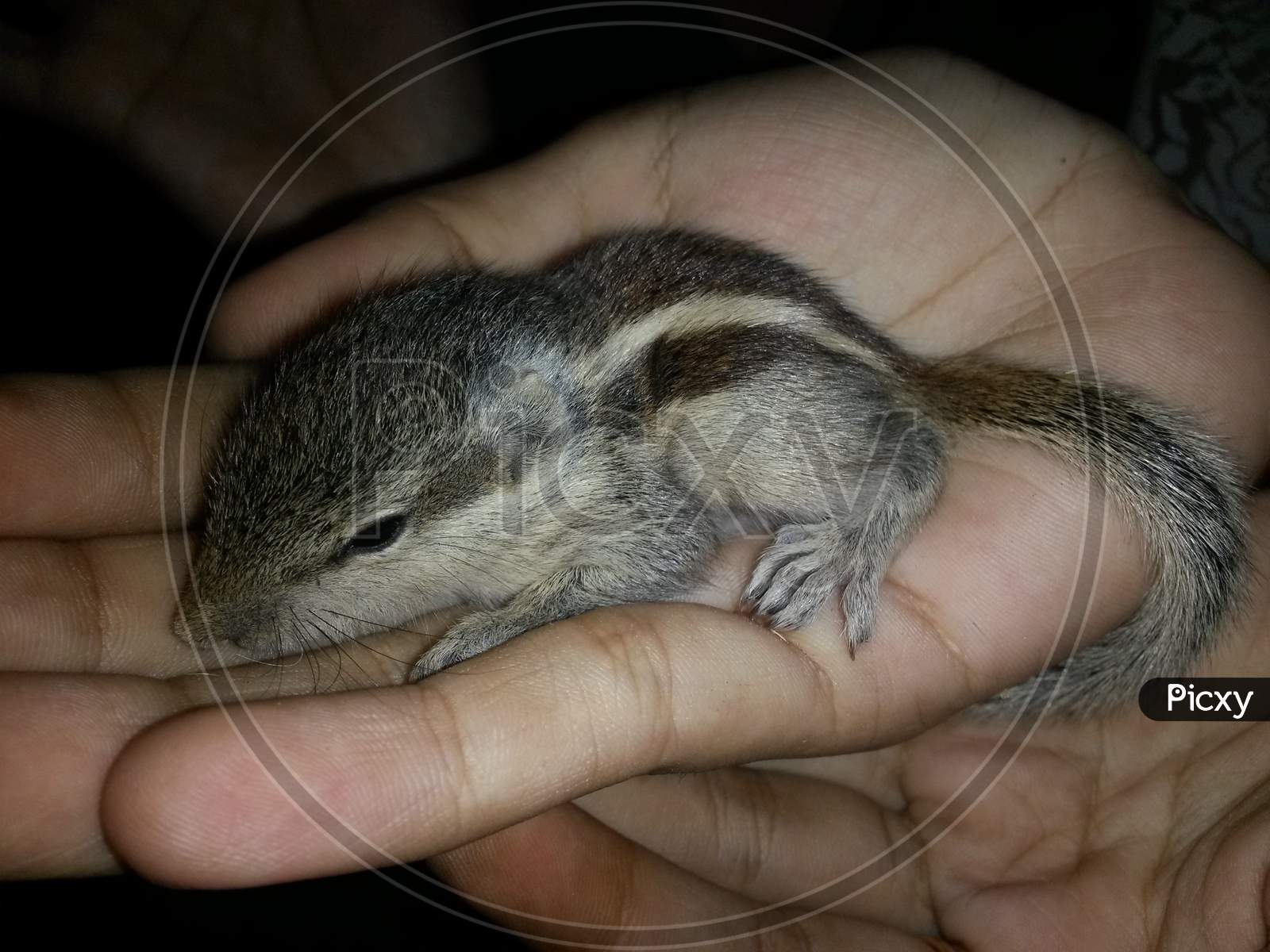 indian squirrel baby