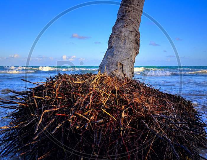 Dead Coconut Tree On The Beach, Inclined Trunk Of Dead Palm Tree Beside The Ocean, Selective Focus