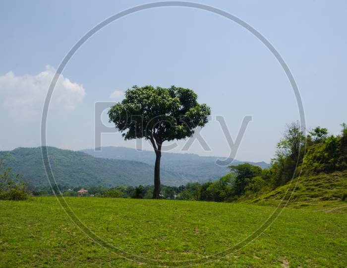 Single Mango Tree With Blue Sky Himachal Pradesh India 2