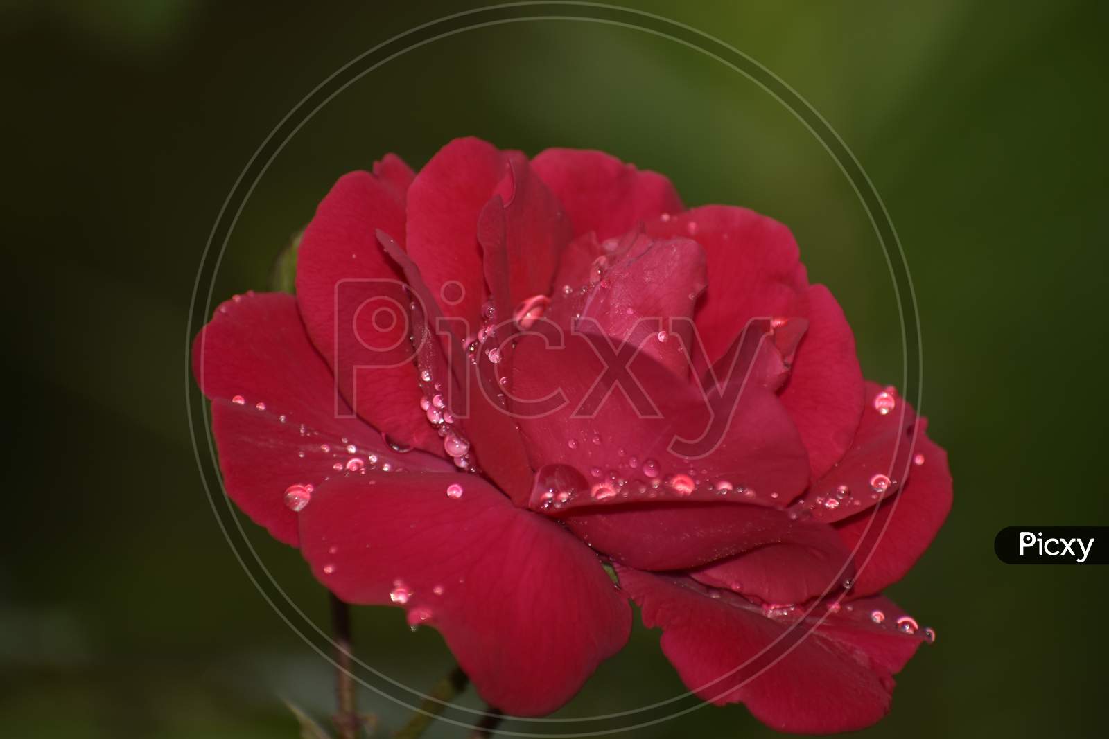 A Beautiful Closeup Of A Red Rose After Rain.