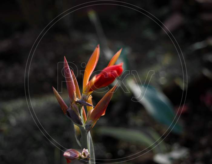 Lobster-claws, Heliconia flowers in the garden. Common names for the genus include Dwarf Jamaican flower