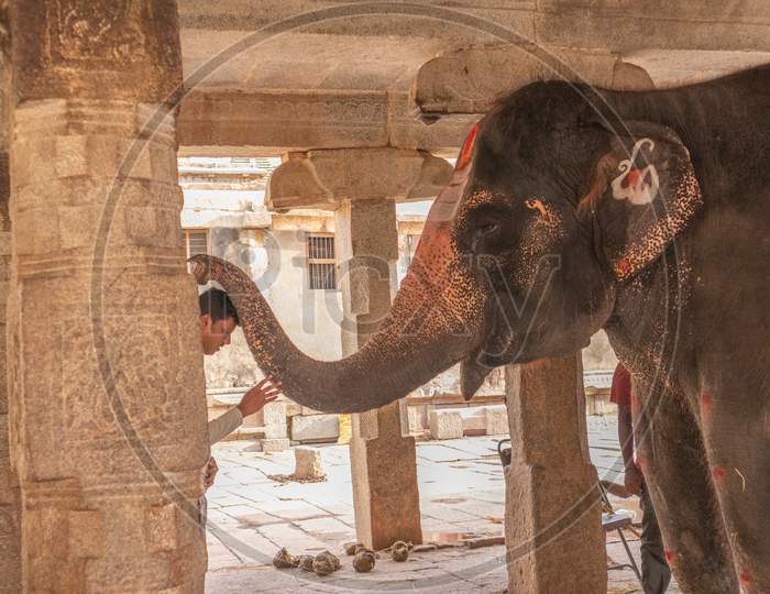 Indian Temple Elephant Blessing The Devotees In Hampi Temple
